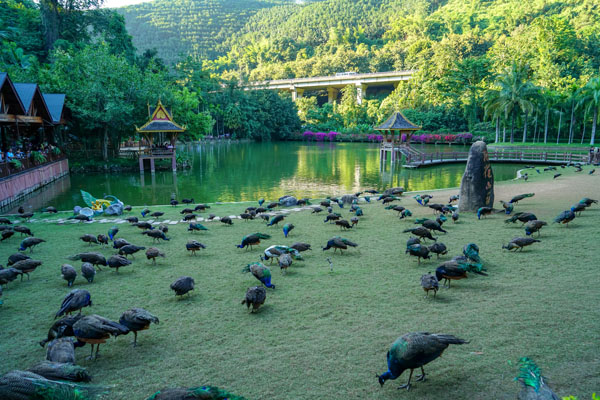 國(guó)內(nèi)旅游