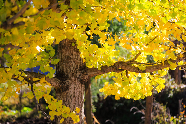云南騰沖銀杏村006